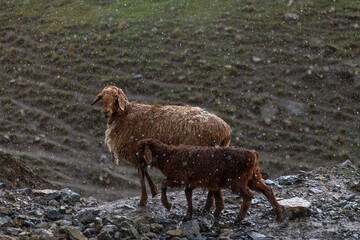 sheep in the rain in the mountains