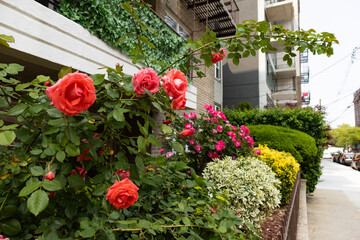 Fototapeta na wymiar Beautiful Orange and Pink Rose Bushes along a Residential Sidewalk during Spring in Astoria Queens New York
