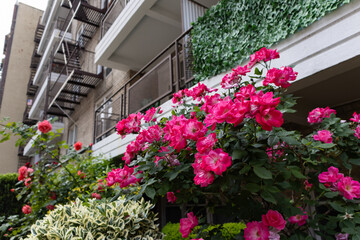 Beautiful Pink Rose Bush in front of Balconies on Apartment Buildings in Astoria Queens New York