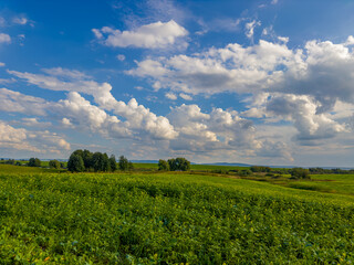 Golden fields bask in the warm embrace of the sun, under a canvas of fluffy white clouds. Nature's painting on a perfect sunny day.