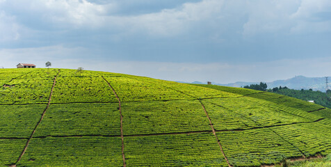 Tea Plantation in Africa - 649358056