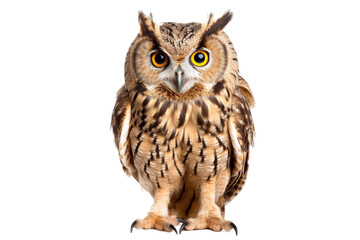 Obraz premium Portrait of Grey Owl looking at camera isolated on transparent background, raptors animal wildlife and habitat concept, Environmental Conservation.