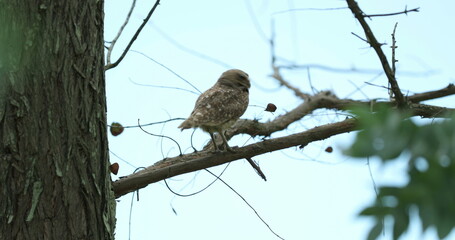 Owl bird on a tree branch flying away
