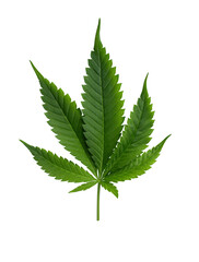 Hemp leaf cut out on transparent background. Marijuana, cannabis leaf for design. - 649365643