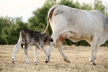 Spotted baby cow shows brahman calf on Texas farm following mom through pasture.