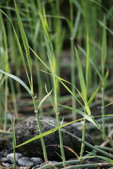 Sporobolus Alterniflorus (Spartina alterniflora, the smooth cordgrass, saltmarsh cordgrass, salt-water cordgrass) in river