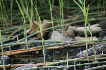 Sporobolus Alterniflorus (Spartina alterniflora, the smooth cordgrass, saltmarsh cordgrass, salt-water cordgrass) in river