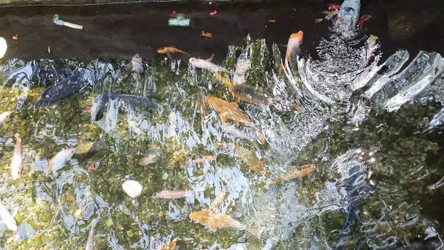 Koi fish in beautiful pond 