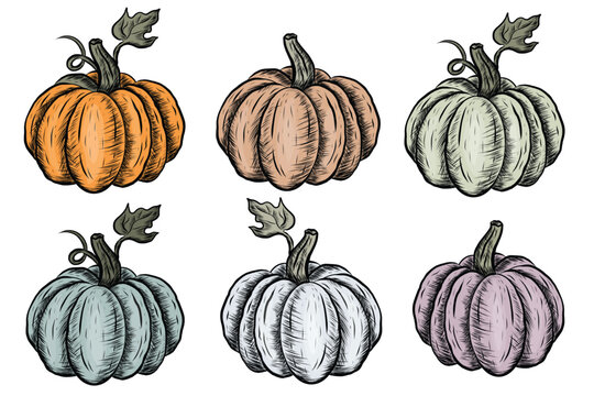 Vector Hand drawn colorful pumpkins set collection isolated on white background Vintage style vegetables design elements Farm gardening, cooking, dessert and halloween concept retro realistic pumpkins