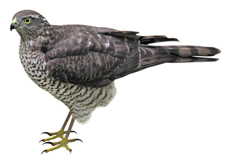 Female of Eurasian Sparrowhawk (Accipiter nisus), PNG, isolated on transparent background