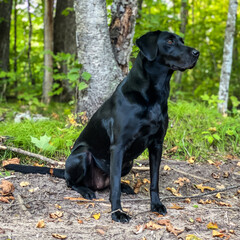 Black Labrador sitting in the woods