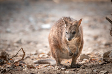 Macropus parma ( wallaby de Parma ) © Lucas
