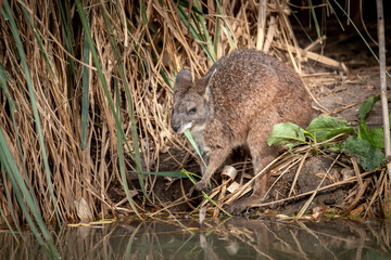 Macropus parma ( wallaby de Parma )