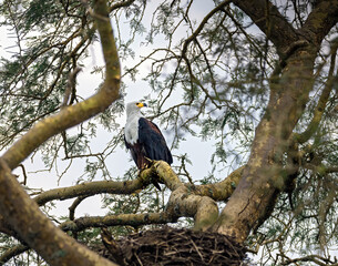 African Fish Eagle, Uganda