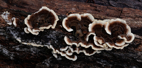703-46 Polyporaceae Tree Fungi