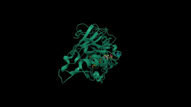Crystal structure of renin with inhibitor aliskiren. Animated 3D cartoon and Gaussian surface models, chain id color scheme, PDB 2v0z, black background
