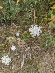 Blume weiss