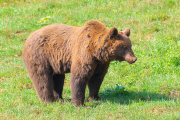 oso pardo en un prado verde