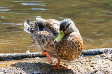 pato saliendo del agua