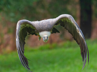 Buitre Leonado en vuelo con el fondo desenfocado