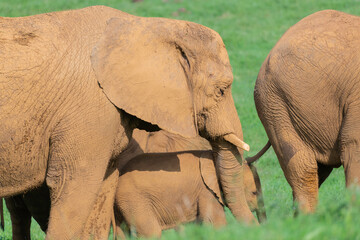 elefantes en un prado verde © miguel