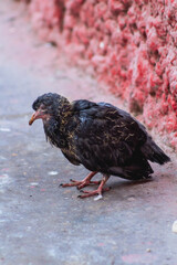 A bird with closed eyes, black plumage and some white plumage.