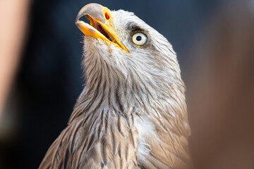 cabeza de un milano negro