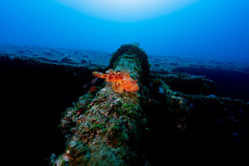 Scorpionfish on Wreck