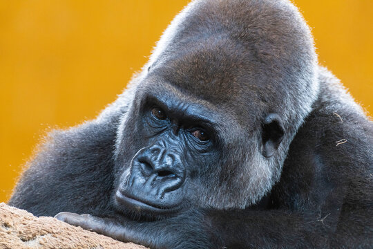 gorila con el fondo naranja