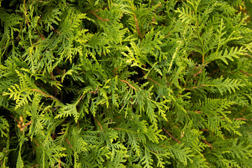 close-up coniferous branches of bright green thuja 
