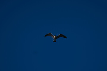 seagull with blue sky as background