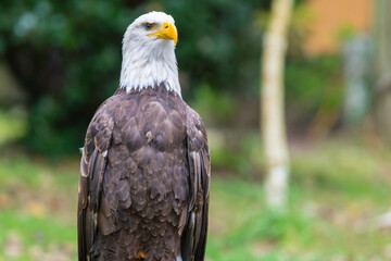 aguila calva posada con el fondo desenfocado