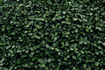Dark green leaf in tropical jungle nature background - obrazy, fototapety, plakaty