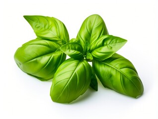 Fresh Basil Leaves Isolated on White Background. Closeup of Healthy, Natural, Delicious Herb. Ideal for Vegetarian and Spice Concepts