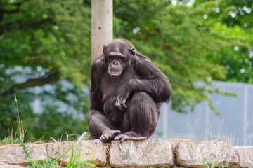 A chimpanzee sitting in Whipsnade Zoo looking at the camera