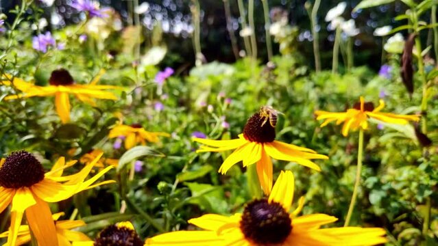 fleissige Biene sammelt Nektar an gelben Bl&uuml;ten, Insekt, Bienen, Best&auml;ubung, fliegen, Zeitlupe, 4K