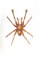 Fulgora laternaria spread is common in Central and South America, Mexico.