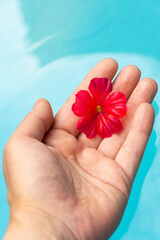 Spa and manicure concept. Woman's hand in light blue water background holding a red flower. Vertical shot.