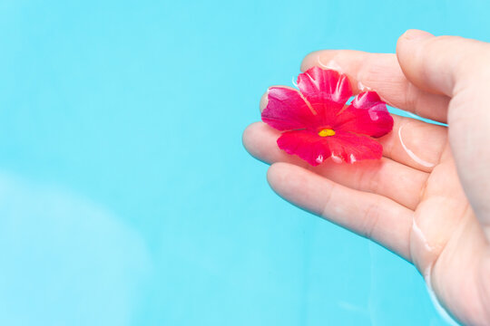 Spa concept. Horizontal image of a woman's hand in light blue water holding a red flower. With copy space.