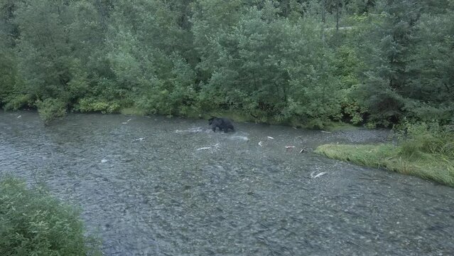 Grizzly bear fishing on the coast