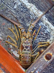 ARAGOSTE APPENA PESCATE A CABO DE LA VELA, LA GUAJIRA, COLOMBIA
