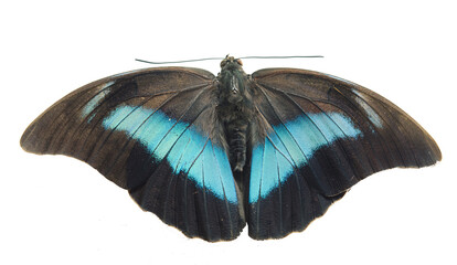 Natural butterfly PNG. Tropical summer concept.
