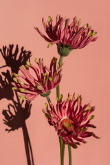 Pink gerber flower buds on salmon pink background with sunlight shadow silhouette