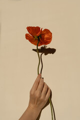 Female hand holds delicate red poppy flower stem on neutral tan beige background with hard sunlight...