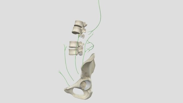 Anteromedial Superficial Lymph Vessels of Lower Limb