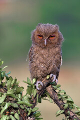 Close-up photo of a Eurasian scoop owl