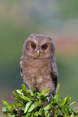 Close-up photo of a Eurasian scoop owl