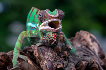 Female chameleon panther on a tree branch