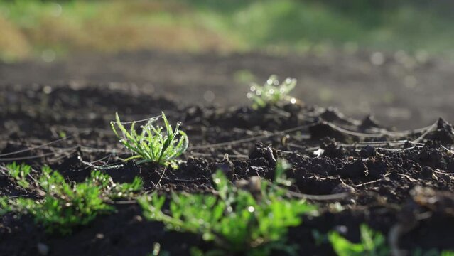 Steam rises from the heated ground