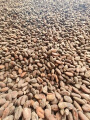 CACAO IN CHICCHI, FINCA COLOMBIANA, SUDAMERICA